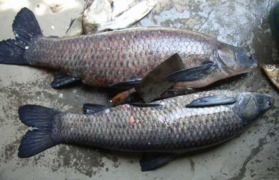 四大家魚的養(yǎng)殖歷史與水質(zhì)改良劑的研發(fā)進展