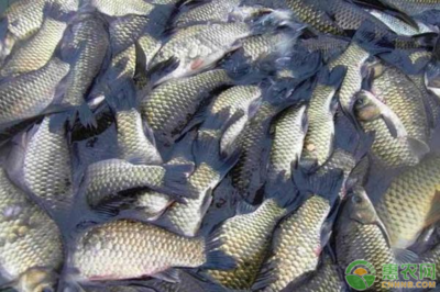 優(yōu)化鯽魚養(yǎng)殖 掌握科學(xué)方法，提升養(yǎng)殖效益與水質(zhì)改良劑應(yīng)用