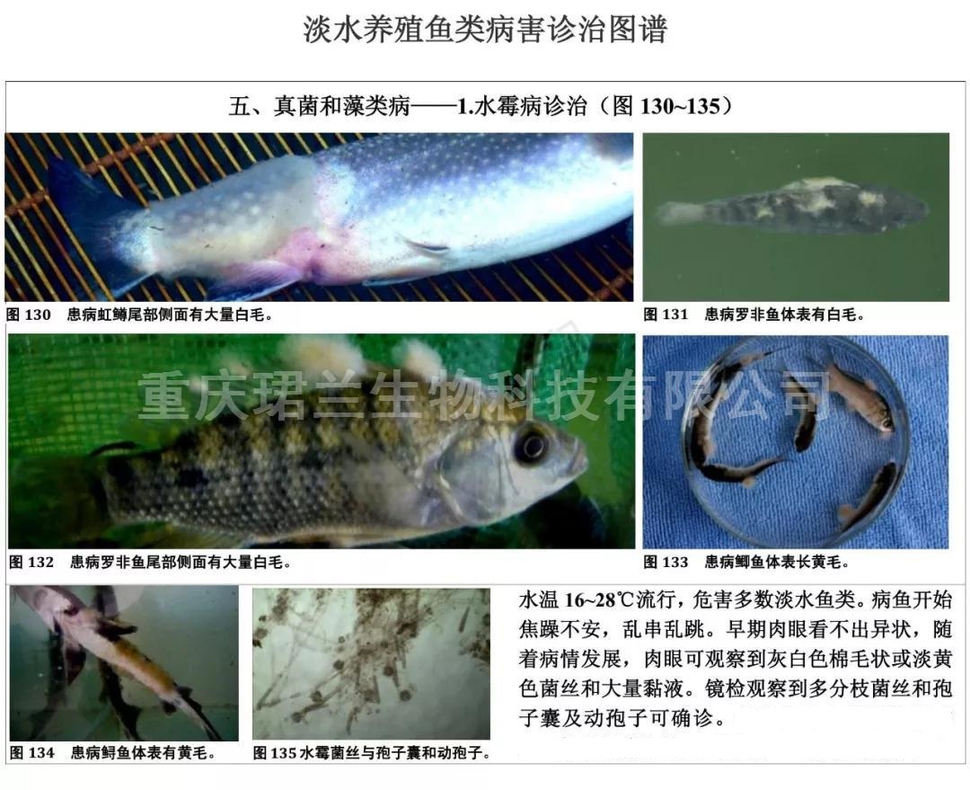常見淡水養(yǎng)殖魚類病害圖及防治技術(shù)