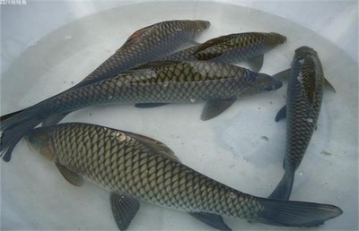 鯉魚高產(chǎn)高效養(yǎng)殖技術(shù)詳解
