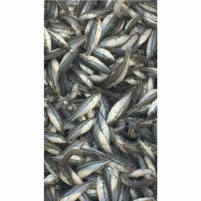 華杰加州鱸魚 優(yōu)質(zhì)水產(chǎn)養(yǎng)殖與實用養(yǎng)殖技術(shù)解析