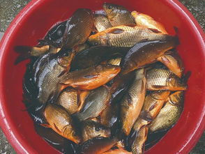 活化一條魚 致富一方人——連南縣水產技術推廣站助力魚類養殖技術發展