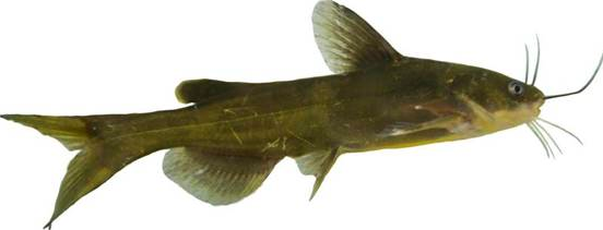 “黃優1號”人工繁殖、健康養殖與水質改良劑研發關鍵技術